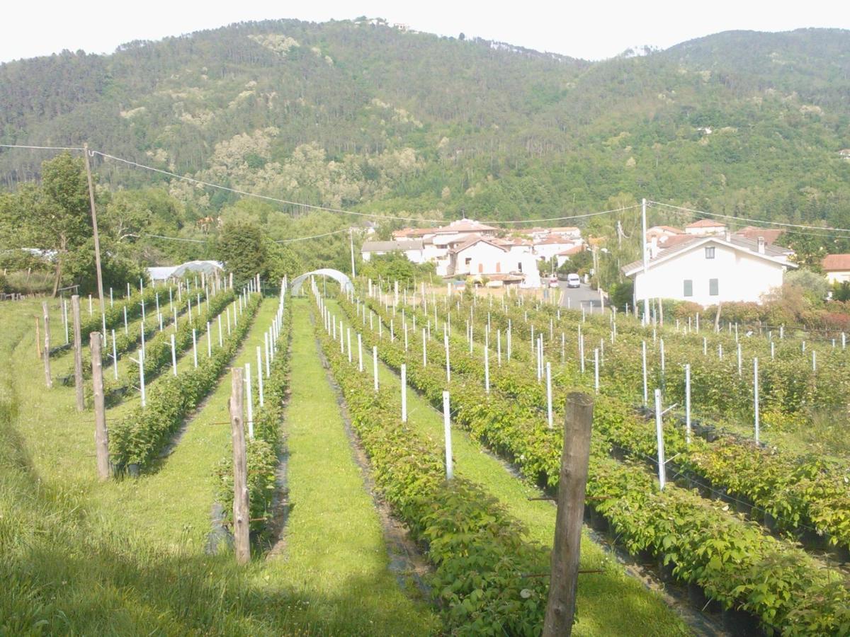 Agriturismo Tenuta Valletti. Sesta Godano Exterior photo